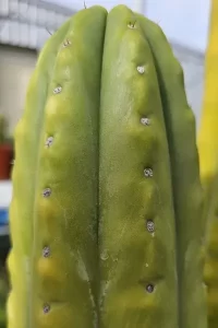 Trichocereus pachanoi Aroha