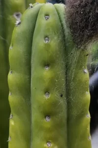 Trichocereus pachanoi Time Warp