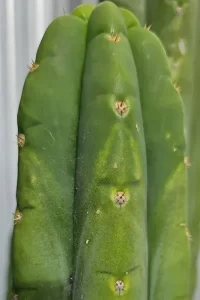 Trichocereus pachanoi Anita