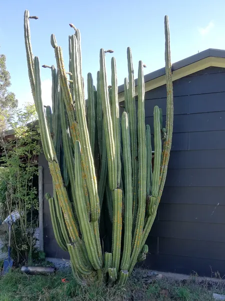 San Pedro Cactus
