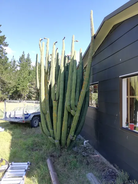 San Pedro Cactus