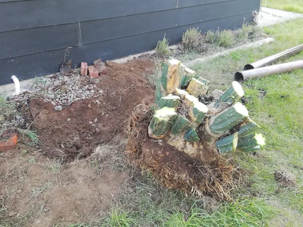 San Pedro Cactus stump