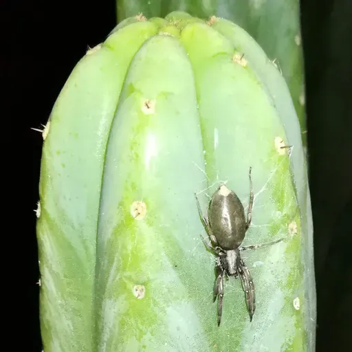 San Pedro Aroha with white tail spider