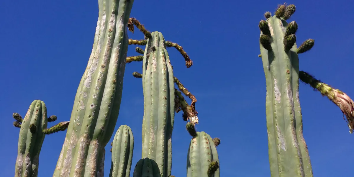 Trichocereus pachanoi San Pedro cactus